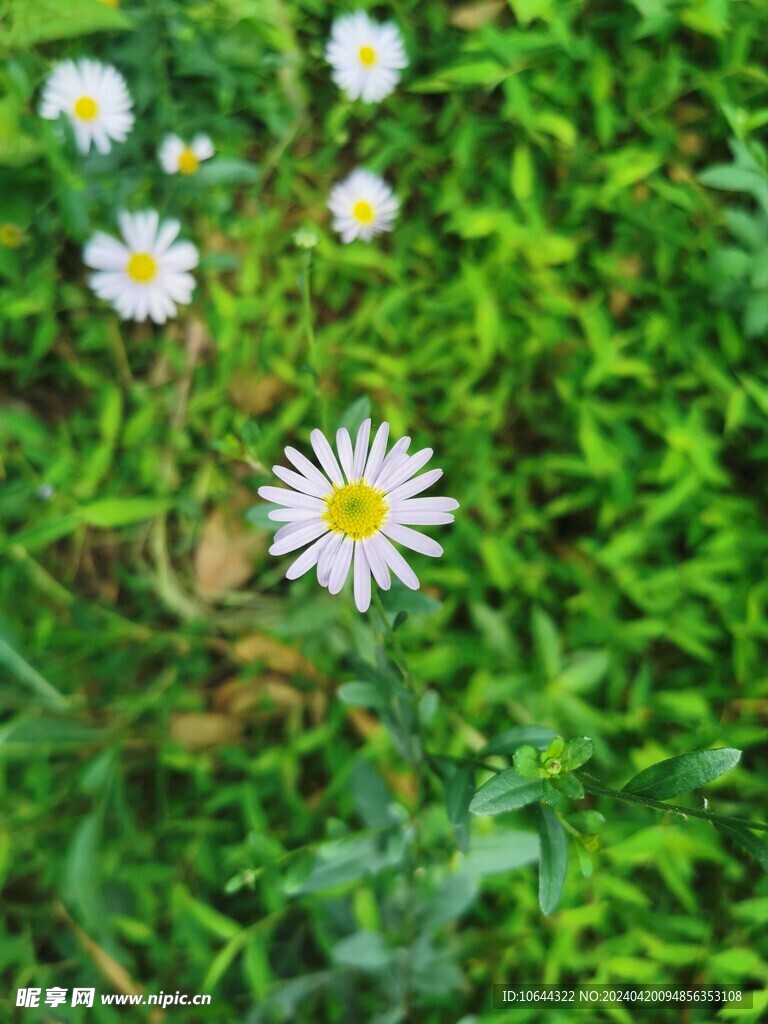 马兰花 野花