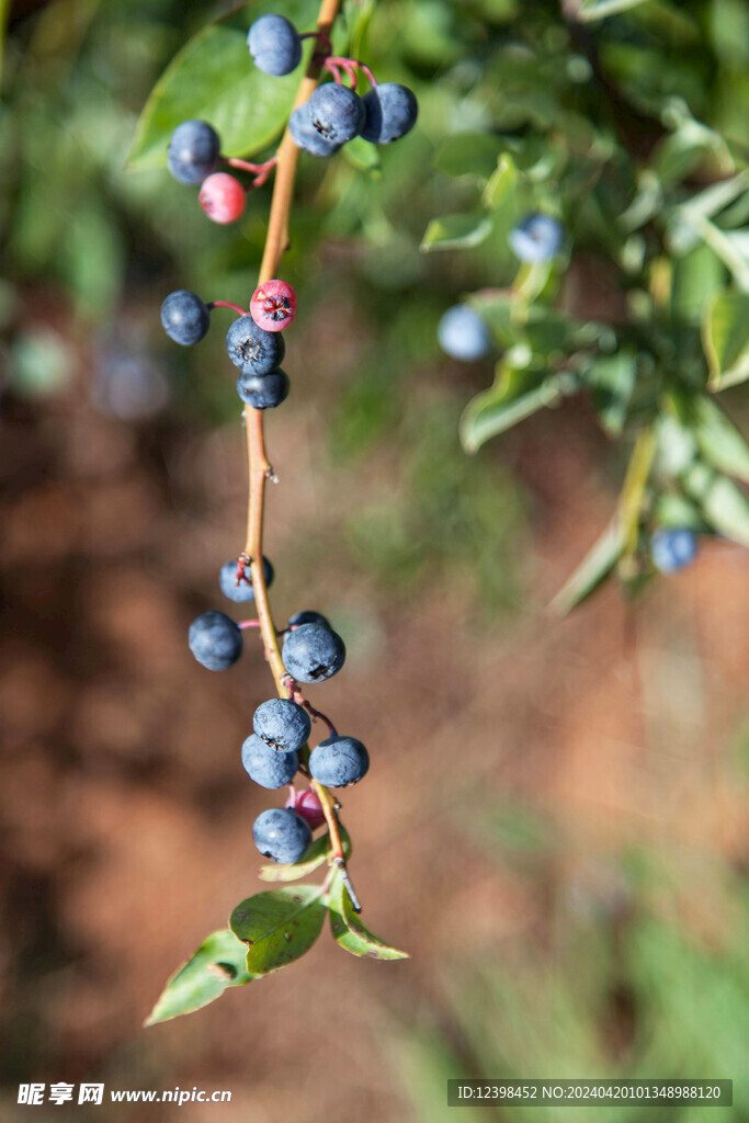 高山蓝莓