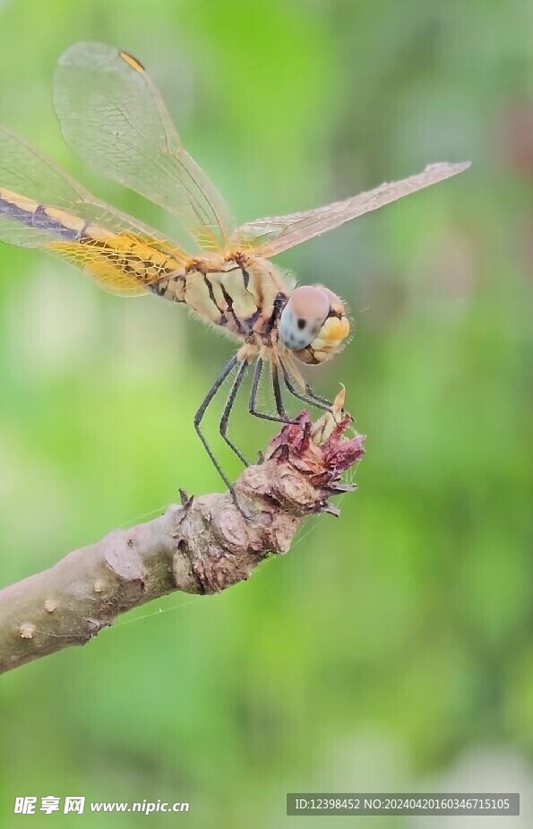 树枝上的蜻蜓