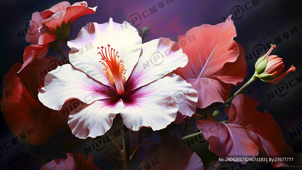 正面芙蓉花 红紫色背景