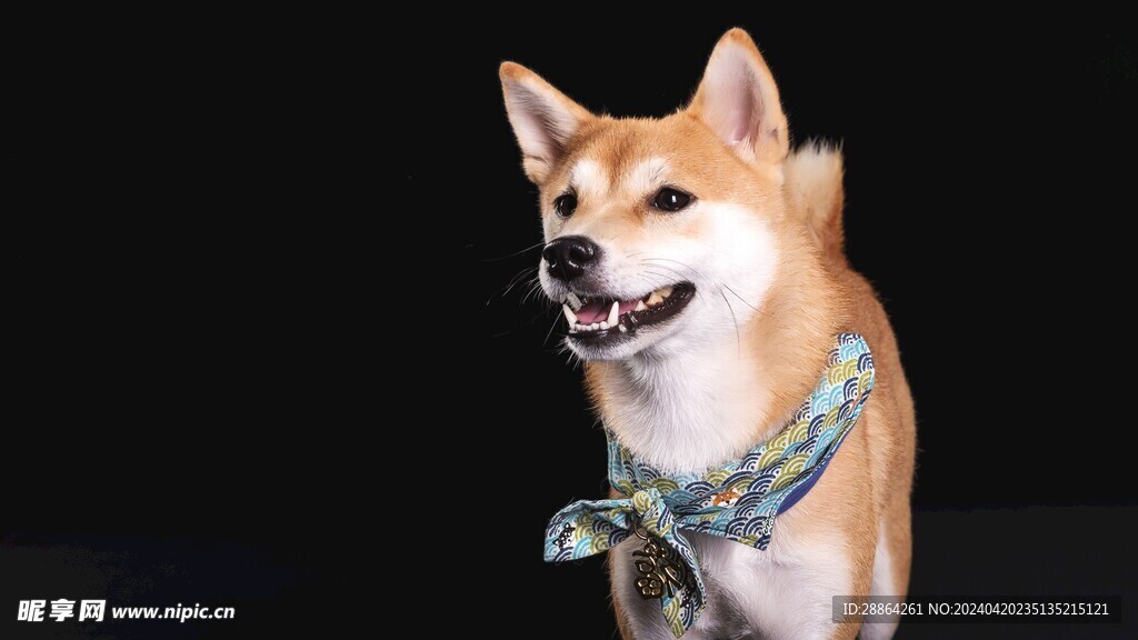 狗狗