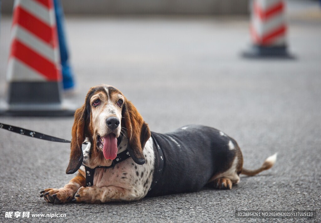 狗狗