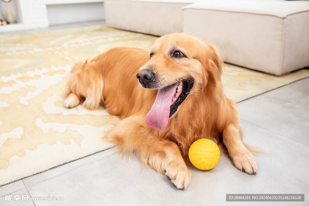 狗狗