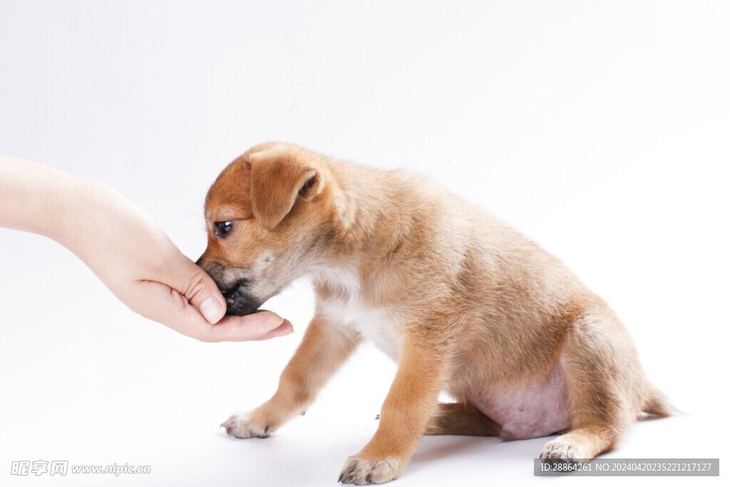 狗狗