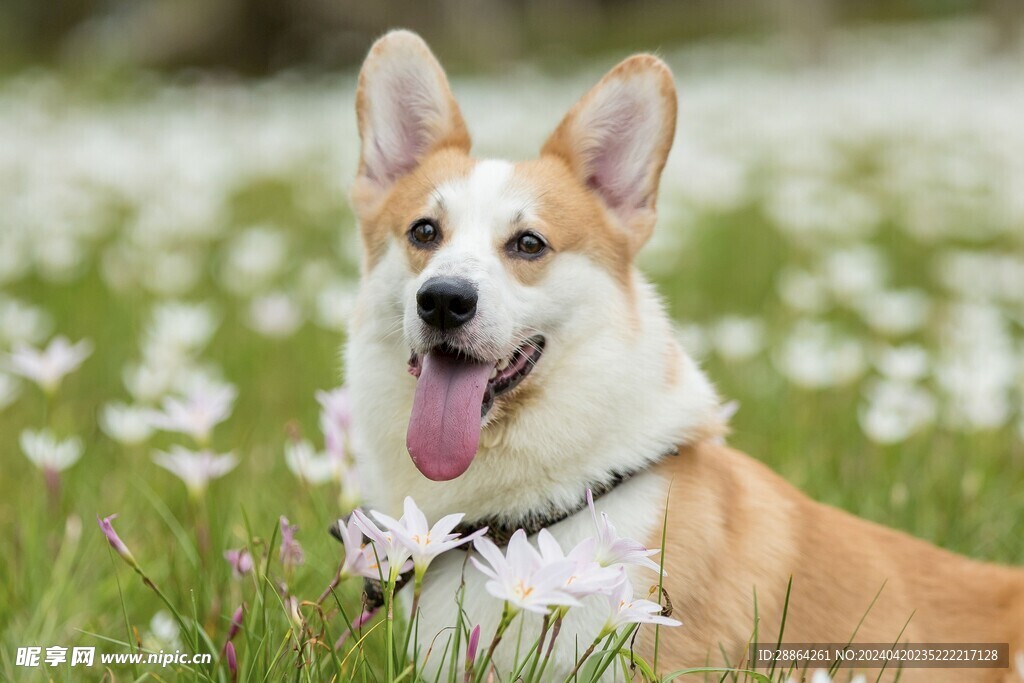 狗狗