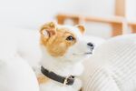  狗狗