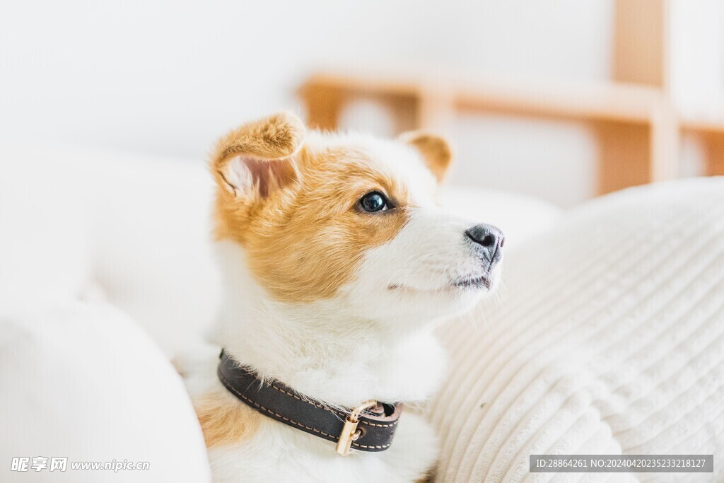  狗狗