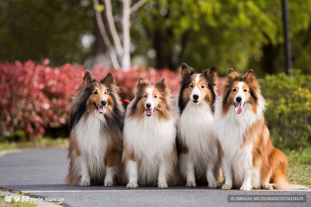 狗狗