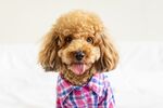 狗狗