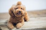 狗狗