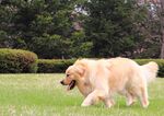 狗狗