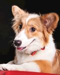 狗狗