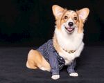 狗狗