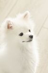 狗狗
