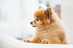 狗狗