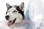 狗狗