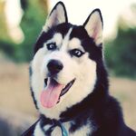 狗狗