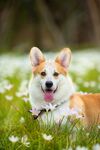 狗狗