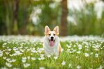 狗狗