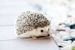 刺猬