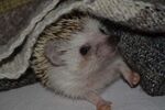 刺猬