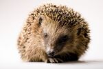 刺猬