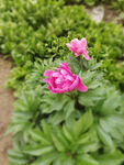 芍药花