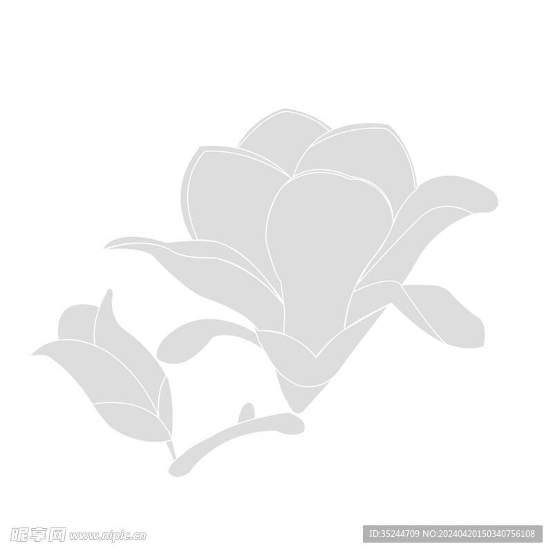 玉兰花