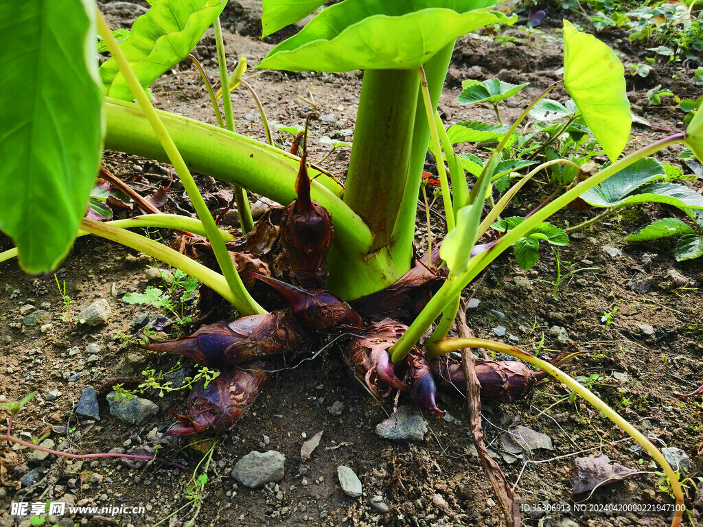 绿色植物