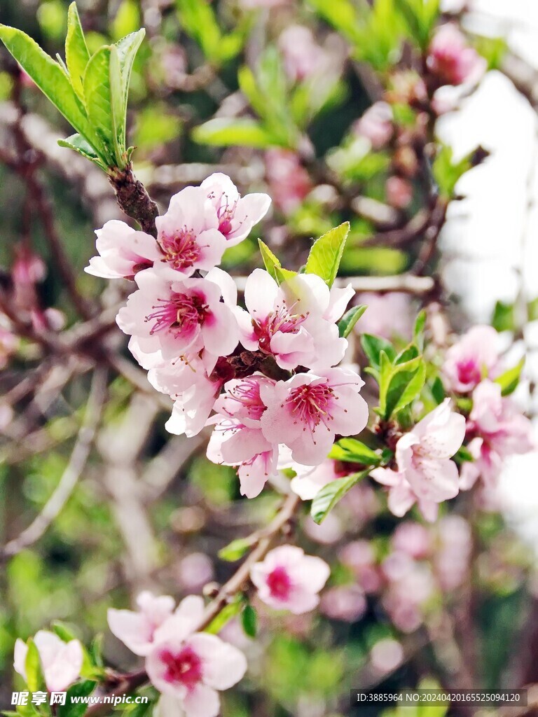  碧桃花 图片