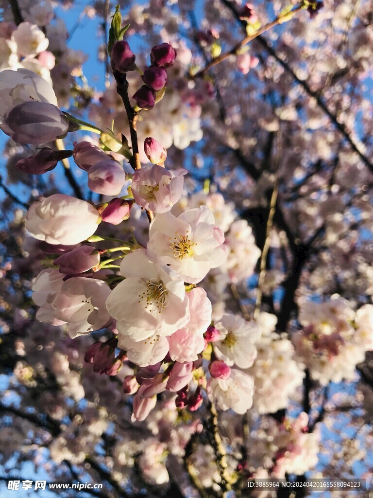 桃花图片