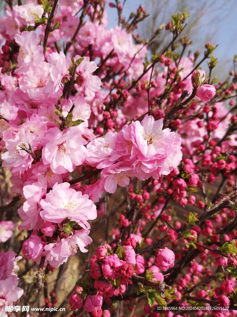  碧桃花 图片