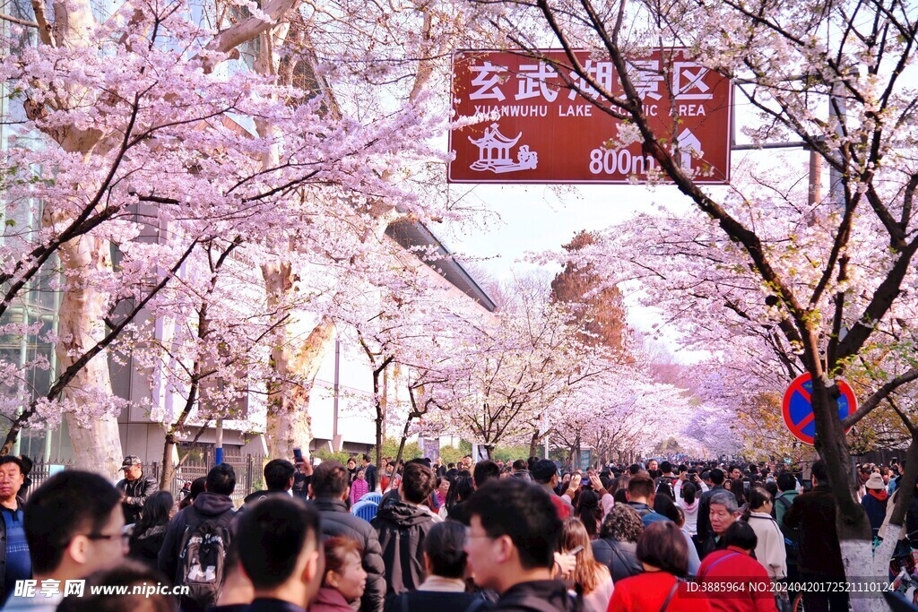 樱花图片