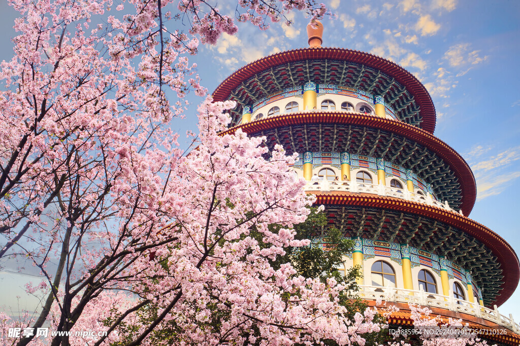樱花图片