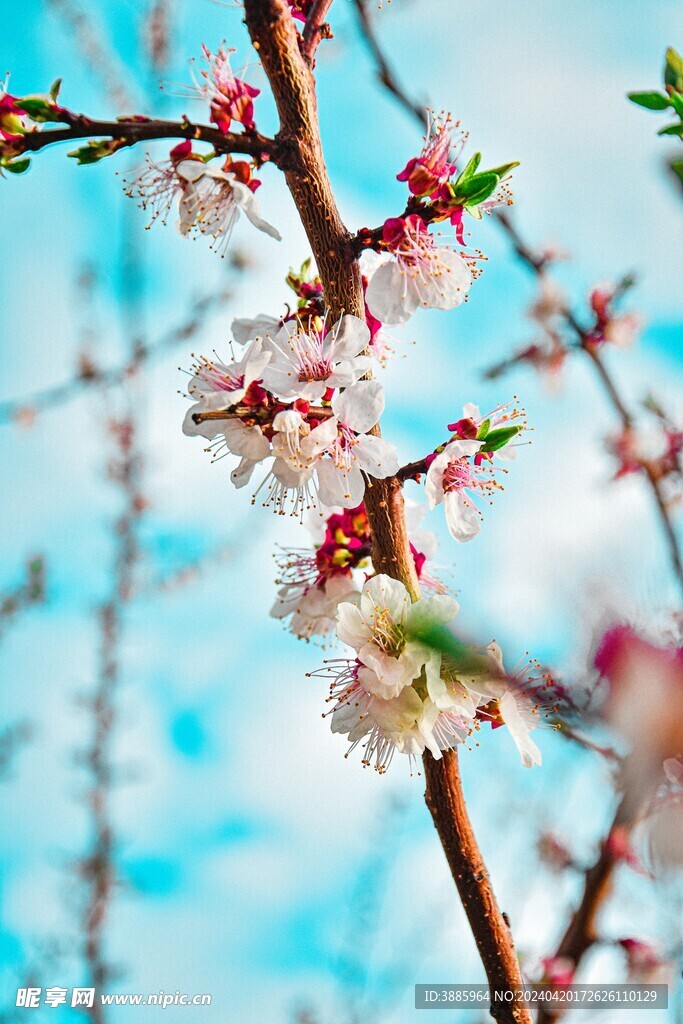 樱花图片