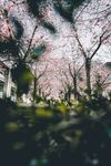 樱花图片