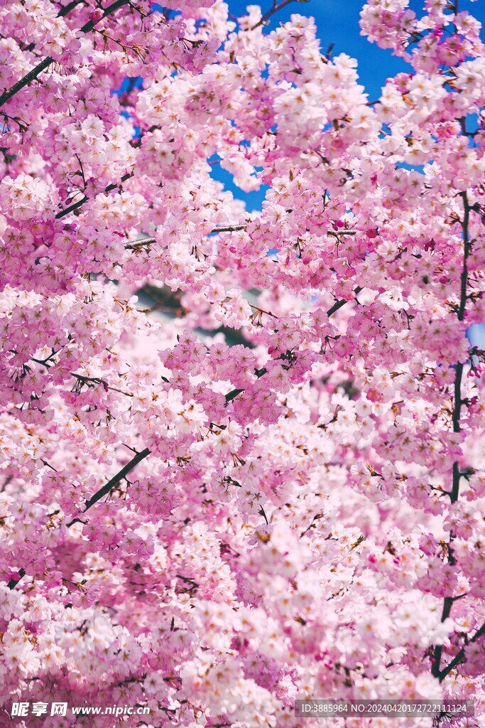 樱花图片