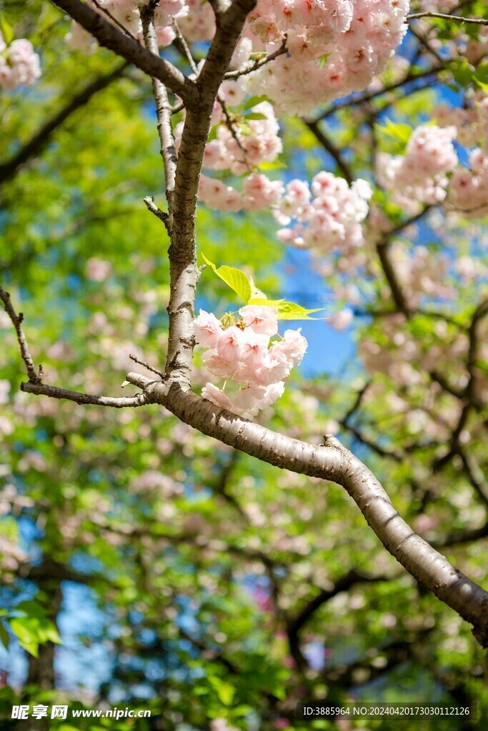 樱花图片