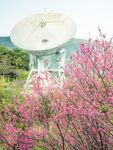 樱花图片