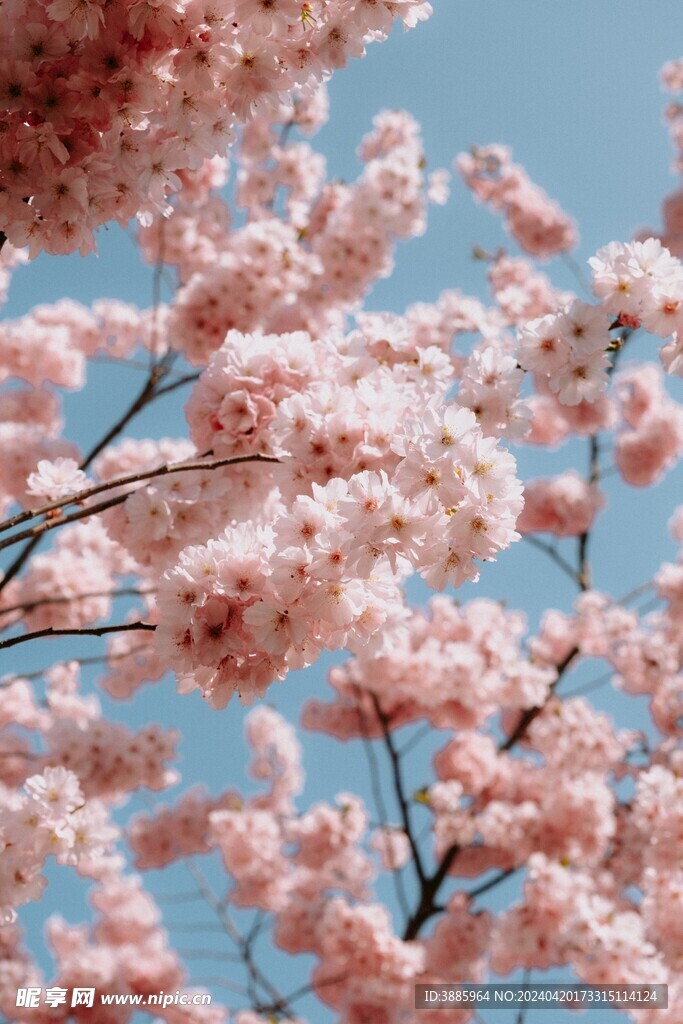 樱花图片