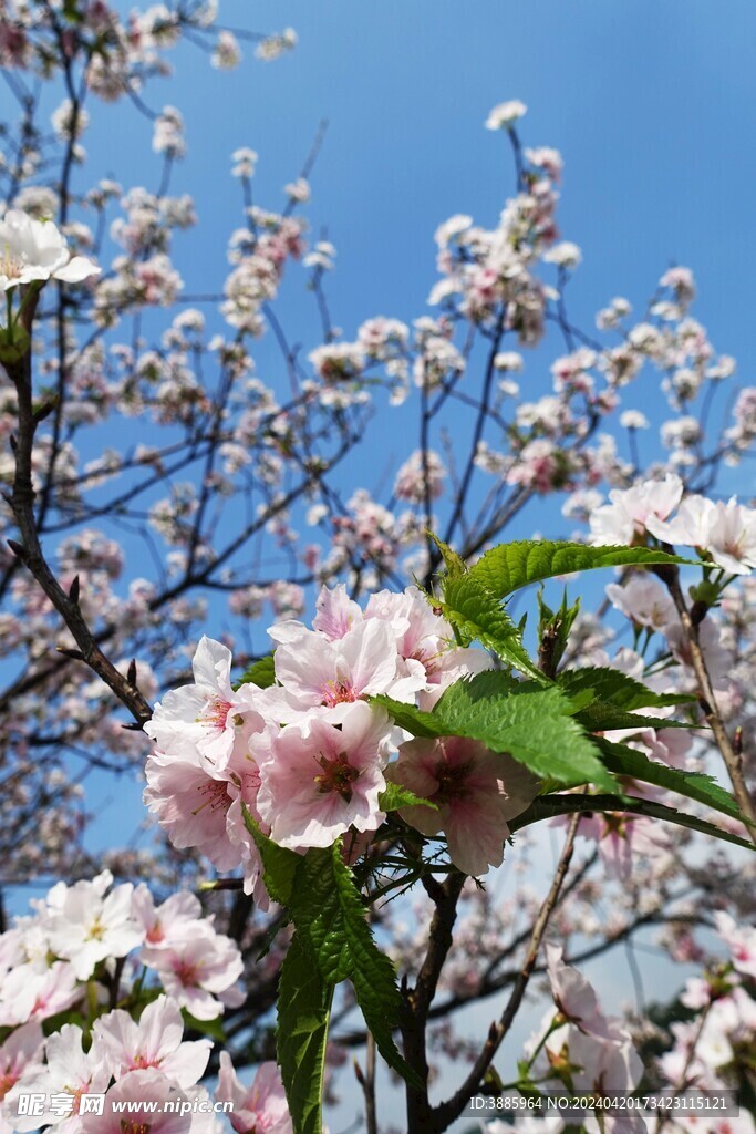 樱花图片