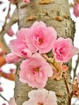 樱花图片