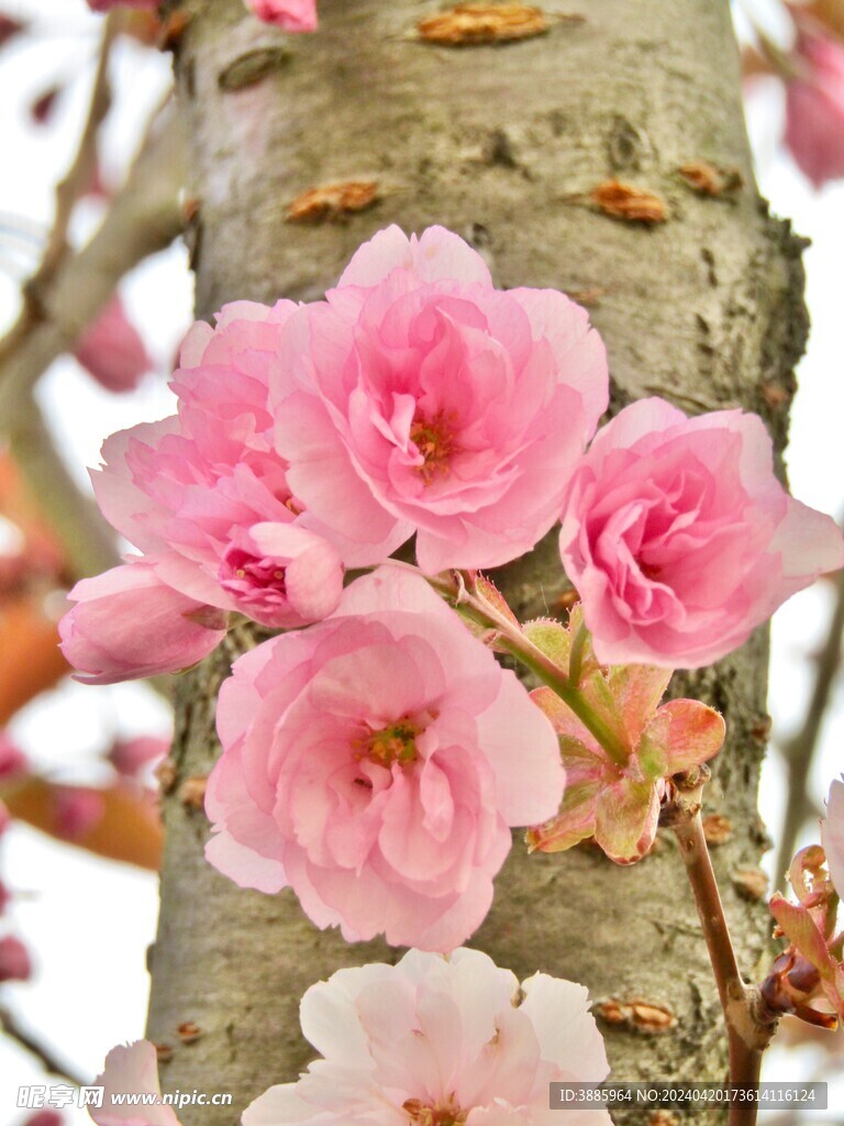 樱花图片