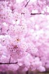 樱花图片