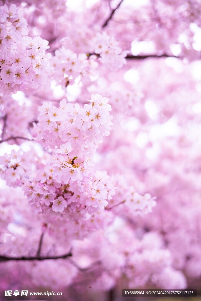 樱花图片