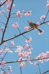 樱花图片