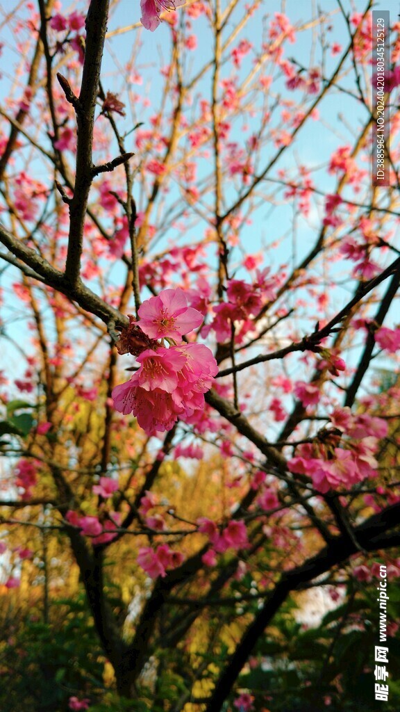 樱花图片