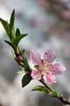 樱花图片