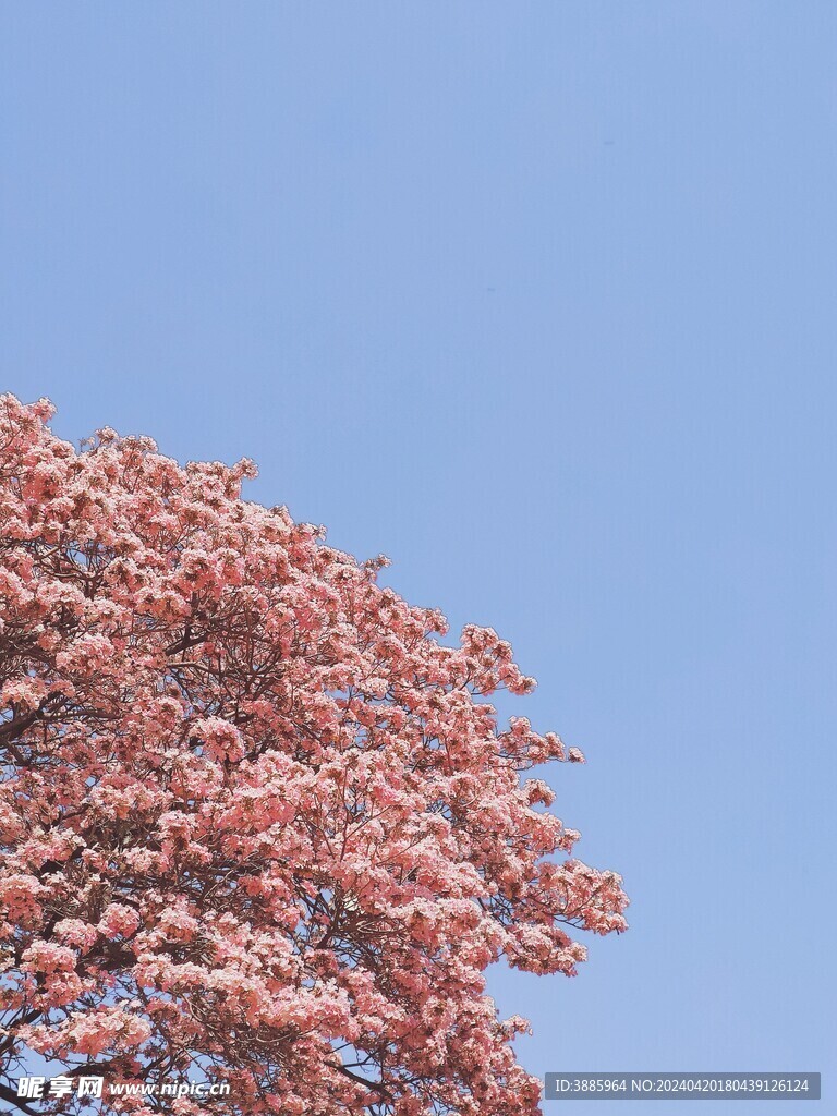 樱花图片