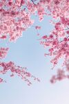 樱花图片